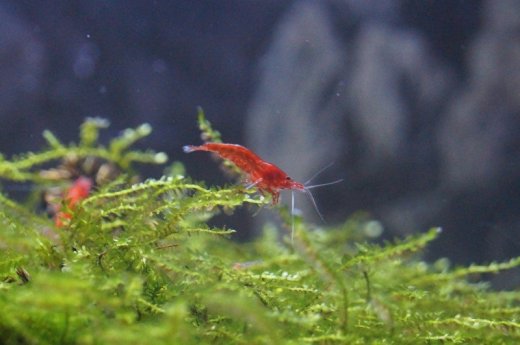 Krevetky Neocaridina davidi - Bloody mary