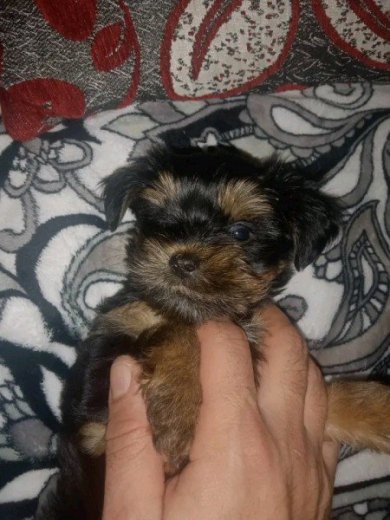 Yorkshire mini