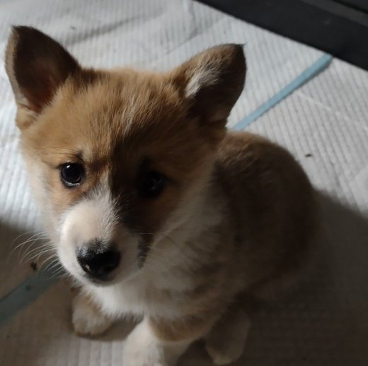 Predám šteniatka Wells corgi