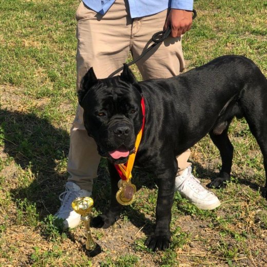 Predám šteňatá Cane Corso