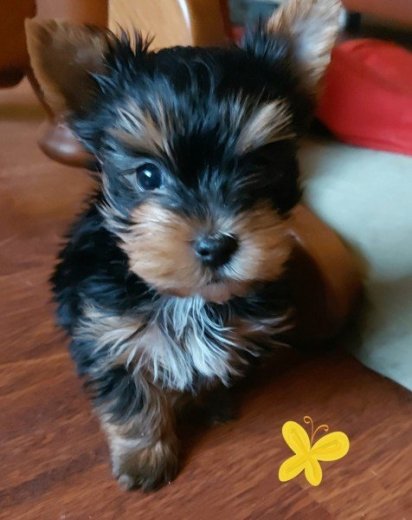 YORKSHÍRSKY TERRIER