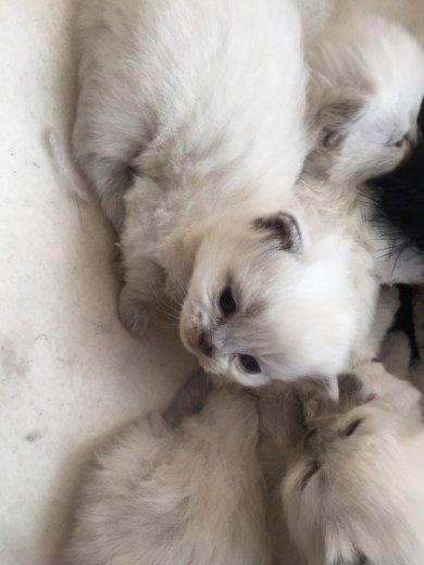Mačiatka Ragdoll