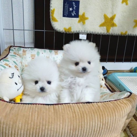 šteniatka pomeranian