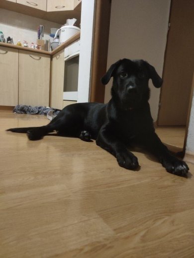 Darujem Labradora