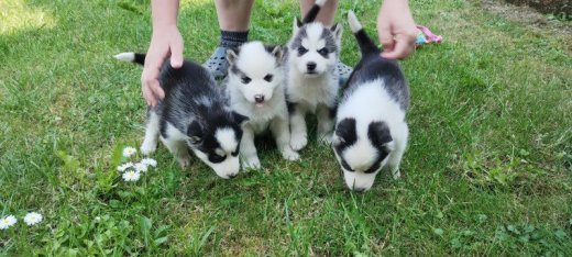 sibirsky husky