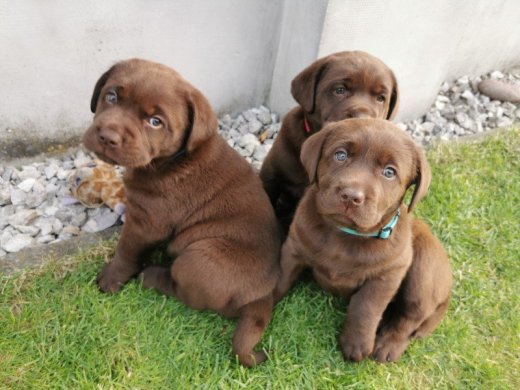 Predám šteniatka čoko Labradora