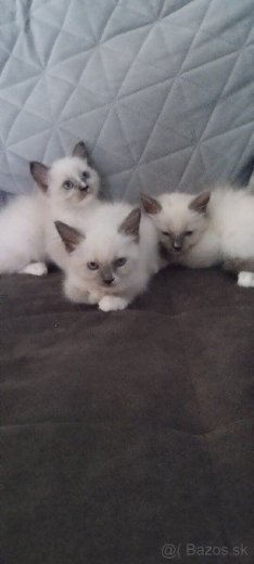 Ragdoll mačiatka