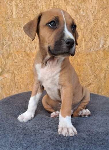 Americky stafordshirsky terier,Amstaff