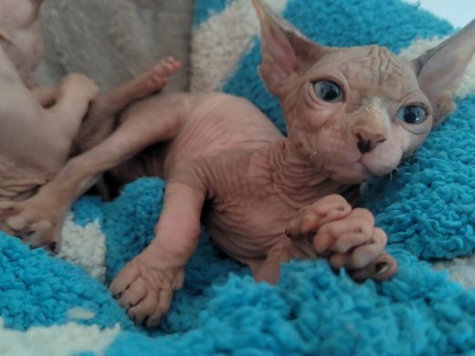 Kocúrik Sphynx na predaj