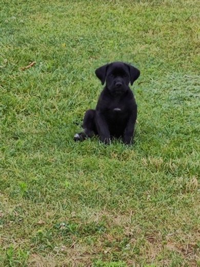 Cane corso