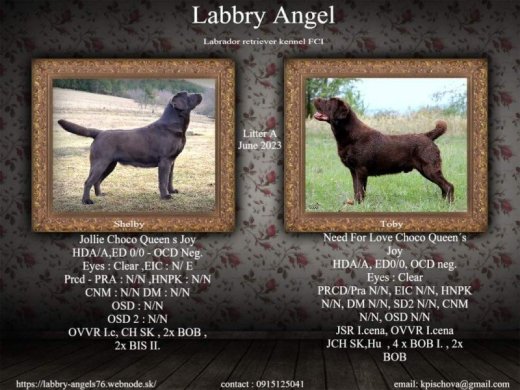 Labrador s PP