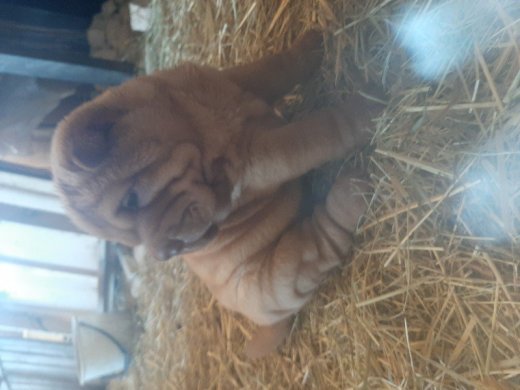 Ponúkam na predaj Sharpei