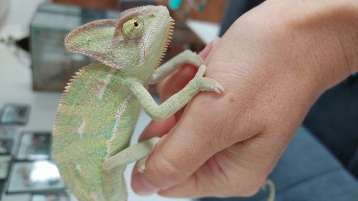 Chameleón jemenský