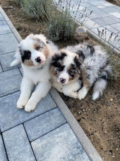 Austrálsky ovčiak - Šteniatka Blue merle - chlapci