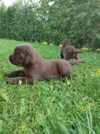 Čokoládový Labrador