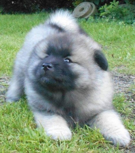 Německý špic vlčí / keeshond prodám štěňata s PP