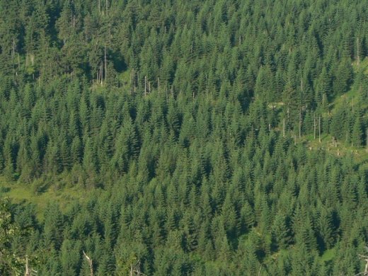 Koupíme lesy na Slovensku