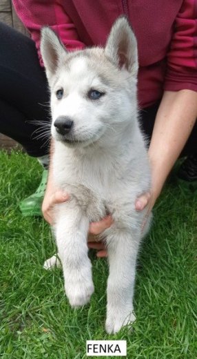 šteniatka Sibírsky Husky