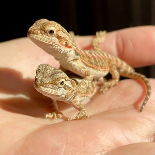 Agama bradata