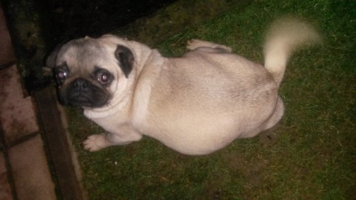 Mops-dospelá sučka