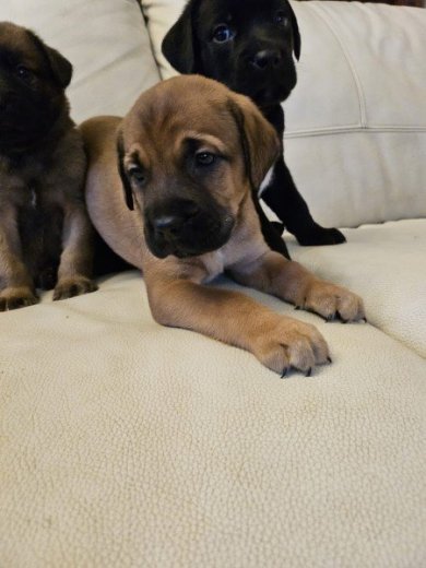 predam retriever