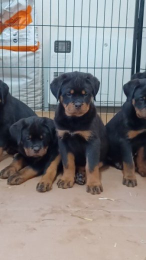 Šteniatka Rottweiler