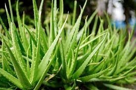 Predaj aloe vera
