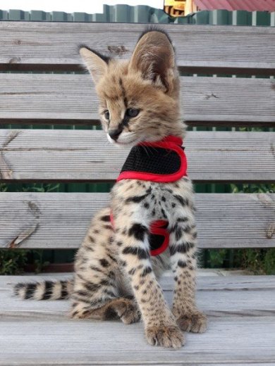Savannah mačky Serval a Caracal 4 týždne