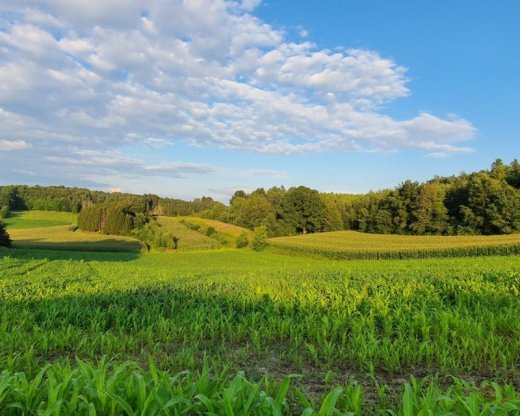 Opatrovatelka, opatrovatel, zdravotna asistentka