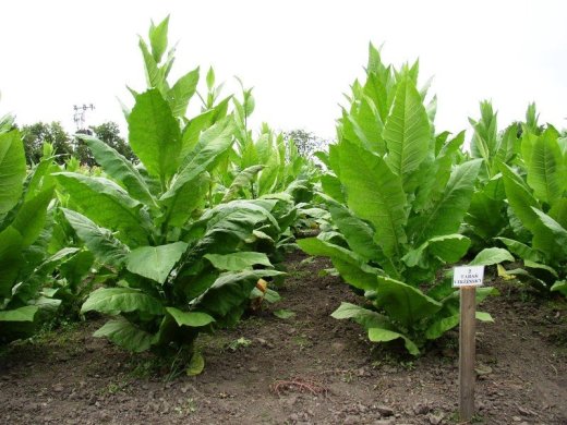 Tabakové priesady