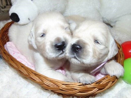 Zlatý retriever - Golden retriever - štěně s PP