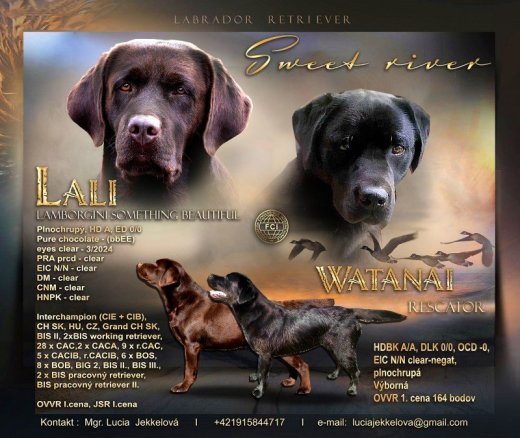 Labrador retriever šteniatka s PP