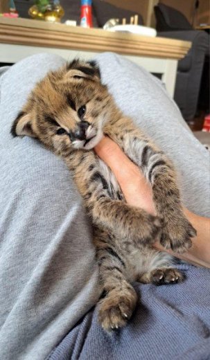 Výnimočný vrh mačiatok Serval a Savannah the carac