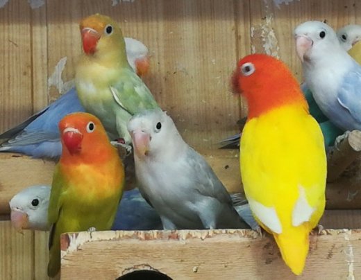 AGAPORNIS FISCHER MUTÁCIA