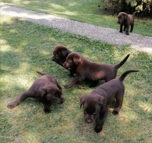 Čistokrvné šteniatka labradora