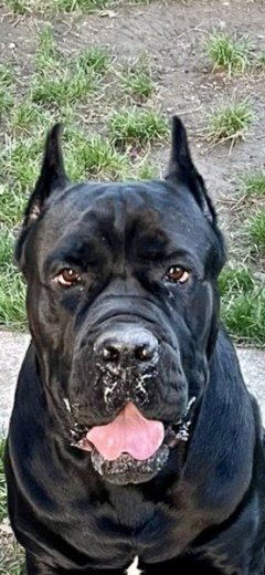 Cane corso
