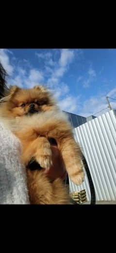 Pomerian mini