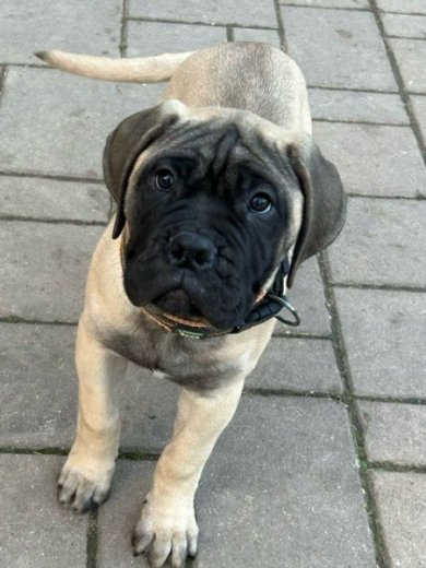 šteniatka bullmastiff