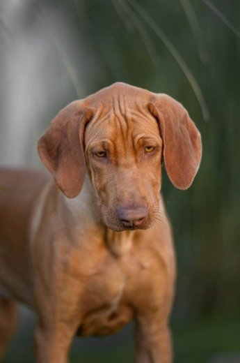 Rhodesian Ridgeback s PP