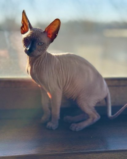 Don Sphynx s PP