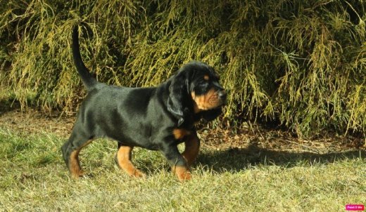 Predám šteniatko - sučku Black and Tan Coonhounda