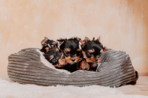 Šteniatka YORKSHIRE TERRIER s PP (FCI) rodokmeňom