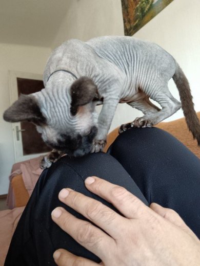 predám mačiatko sphynx
