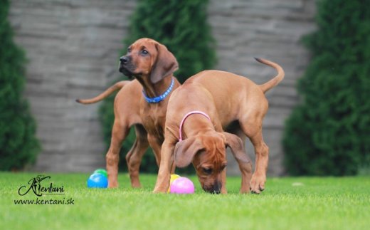 Rhodesian Ridgeback