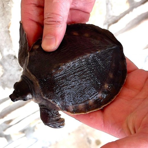Carettochelys insculpta na predaj