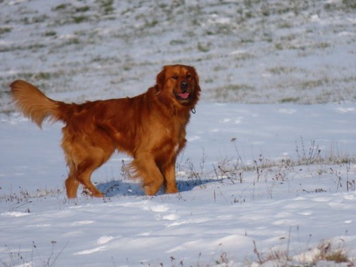 Zlatý retriever na krytie