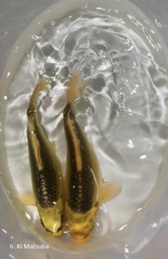 KOI Kapre (roćne)