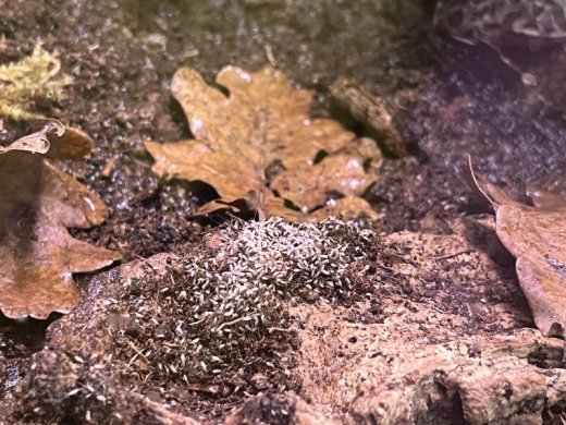 Chvostoskoky collembola springtails