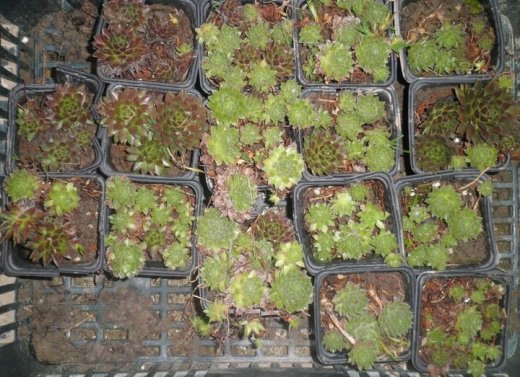 Skalná ruža veľká - Sempervivum sp.