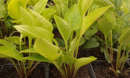 ECHINACEA PURPUREA